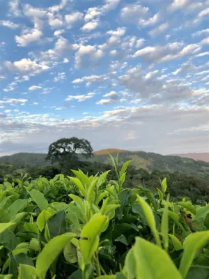 Cultivating Colombia: A Journey Through Plant Heritage and Tradition